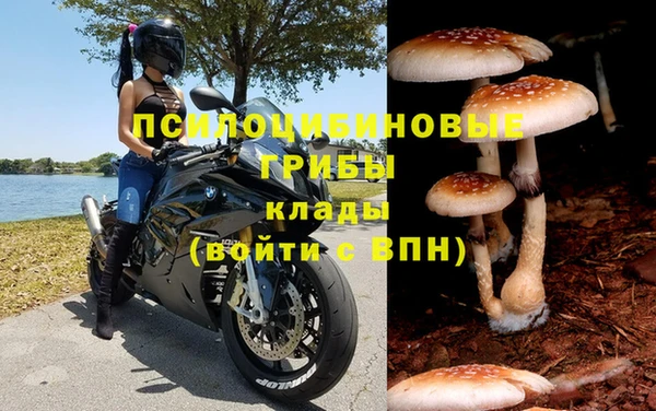 стаф Аркадак