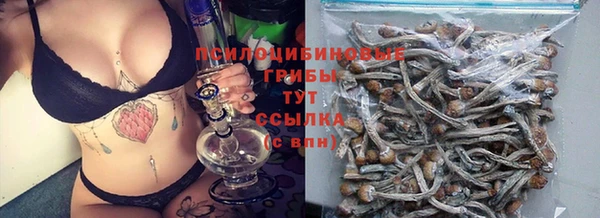 стаф Аркадак