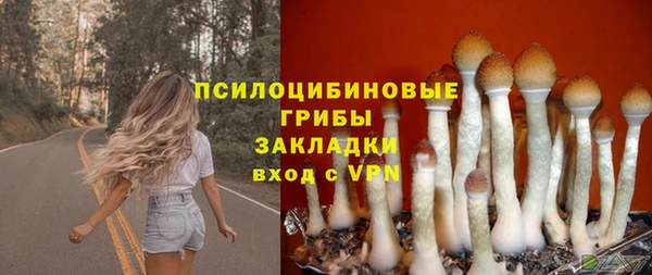 стаф Аркадак